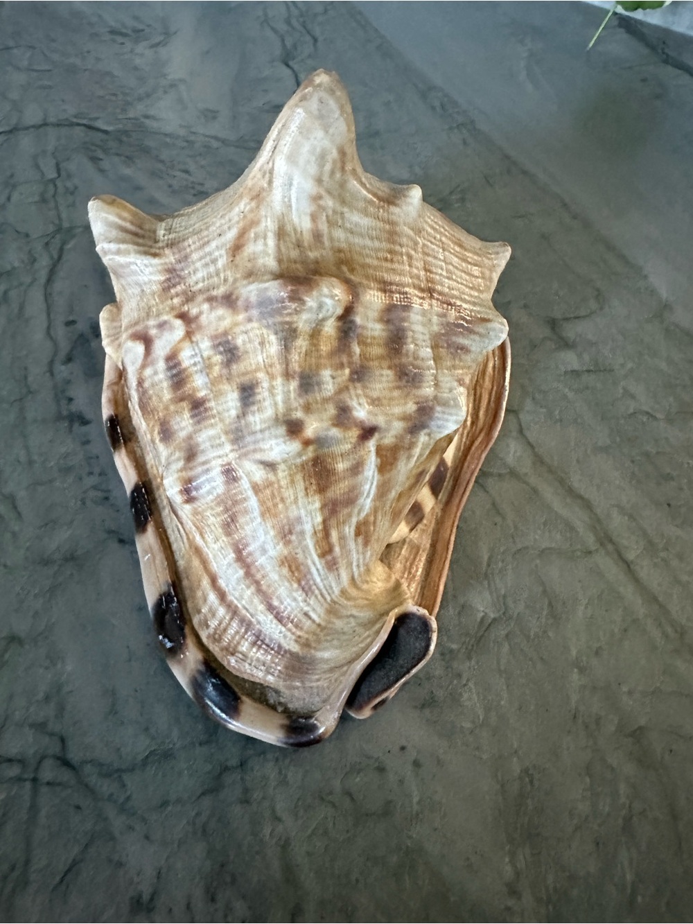 Natural Sea Shell - Beige Brown Seashell Decor - Picture 2 of 6